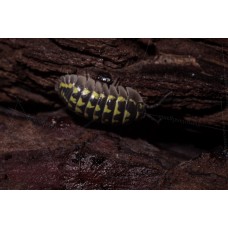 Cochinilla - isopodo - armadillidium gestroi